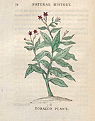 Tobacco plant, 18th century illustration