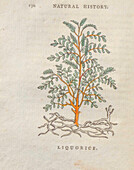 Liquorice (Glycyrrhiza glabra), 18th century illustration