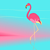 Flamingo, illustration