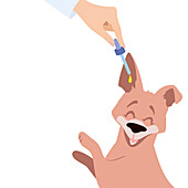 Dog ear infection treatment, illustration