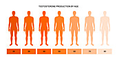 Testosterone levels by age, illustration