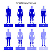 Testosterone levels by age, illustration