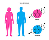 Male and female sex hormones, illustration