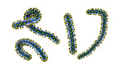 Marburg viruses, illustration