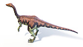 Archaeornithomimus dinosaur, illustration