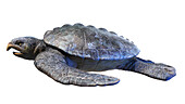 Archelon prehistoric turtle, illustration