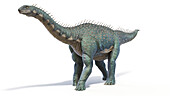 Barapasaurus dinosaur, illustration