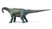 Barapasaurus dinosaur, illustration