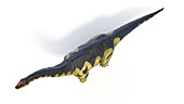 Camarasaurus dinosaur, illustration
