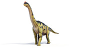 Camarasaurus dinosaur, illustration