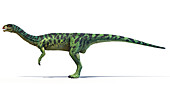 Chilesaurus dinosaur, illustration