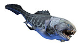 Dunkleosteus prehistoric fish, illustration