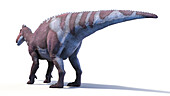 Edmontosaurus dinosaur, illustration