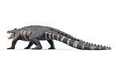 Kaprosuchus prehistoric crocodile, illustration