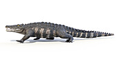 Kaprosuchus prehistoric crocodile, illustration