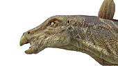 Kentrosaurus dinosaur, illustration