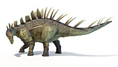 Kentrosaurus dinosaur, illustration