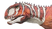 Majungasaurus dinosaur, illustration