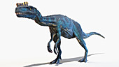 Proceratosaurus dinosaur, illustration