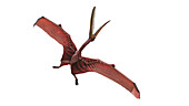 Pterodaustro pterosaur, illustration