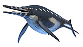 Shonisaurus ichthyosaur, illustration