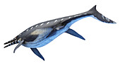 Shonisaurus ichthyosaur, illustration