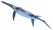 Shonisaurus ichthyosaur, illustration