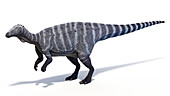 Thescelosaurus dinosaur, illustration