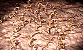 Borrelia burgdorferi bacteria, illustration