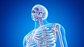 Male upper body skeletal anatomy, illustration