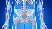 Bones of the hip, illustration