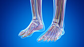 Anatomy of the feet, illustration