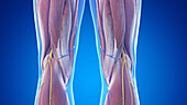 Posterior anatomy of the knees, illustration
