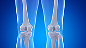 Bones of the posterior knee, illustration