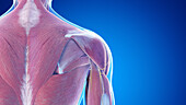 Posterior shoulder muscles, illustration