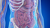 Abdominal anatomy, illustration