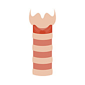 Trachea, illustration