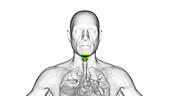 Larynx, illustration