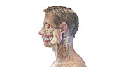 Anatomy of a male head, illustration