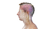 Brain and head nerves, illustration