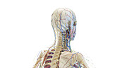 Posterior anatomy of the head and neck, illustration