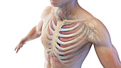 Upper body anatomy, illustration