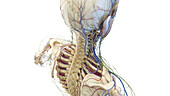 Posterior neck anatomy, illustration