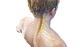 Spinal cord and cervical nerves, illustration