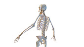 Posterior skeletal anatomy, illustration