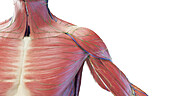 Muscular shoulder, illustration