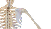 Skeletal shoulder, illustration