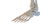 Skeletal anatomy of the foot, illustration