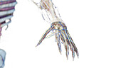 Hand anatomy, illustration