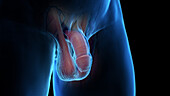 Penis anatomy, illustration